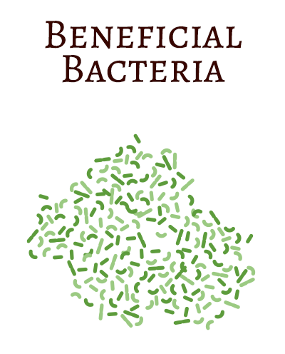 Beneficial Bacteria