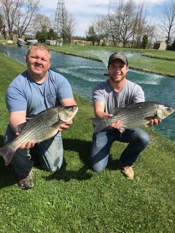 Hybrid Striped Bass