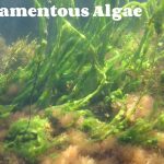 Filamentous algae