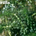 Hydrilla