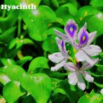 Water hyacinth