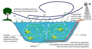 This simple picture depicts how aeration can be used to mix the bottom and top layers of water. This can improve overall health of the pond and the fish in it.