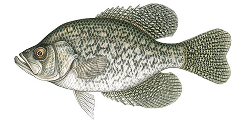 Black Crappie