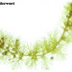 bladderwort