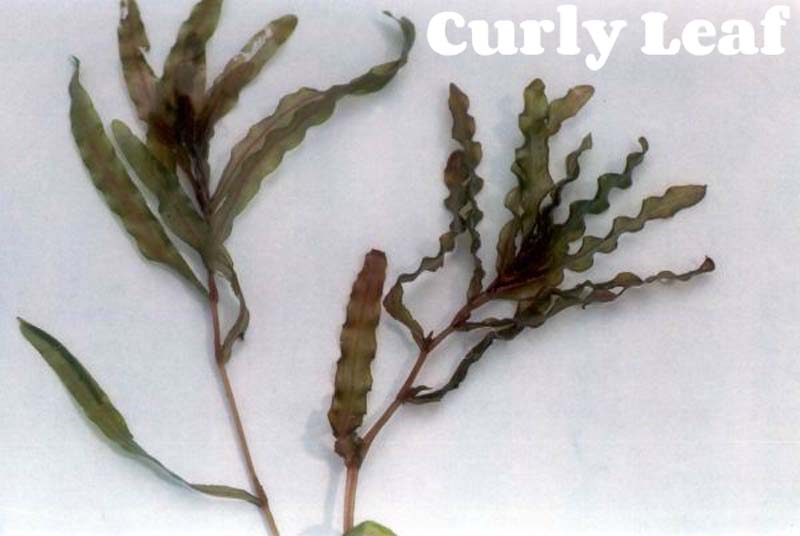 Curly Leaf