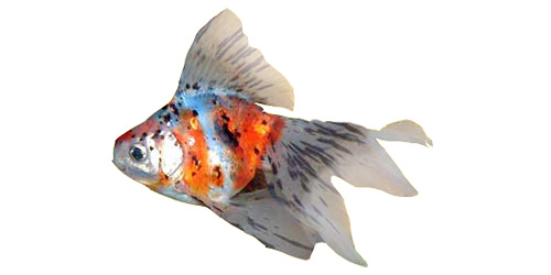 Fancy Goldfish