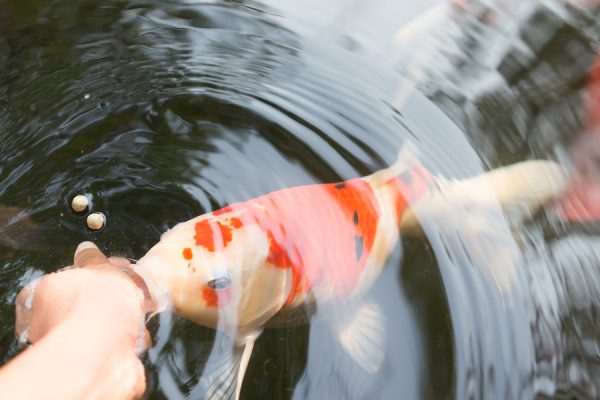 Feeding koi carp by hand (Cyprinus Rubrofuscus)