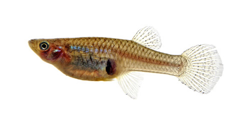Gambusia (Mosquito Fish)