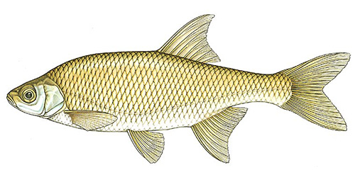 Golden Shiner