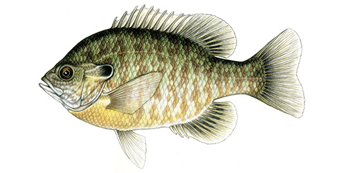 Details: Bluegill