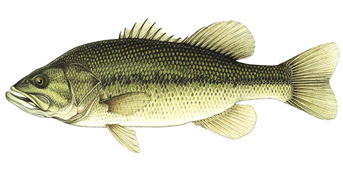 Largemouth Bass