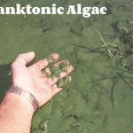 Planktonic Algea