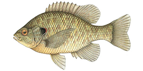 Red Ear Sunfish