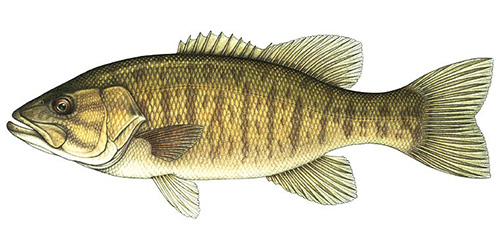 Smallmouth Bass