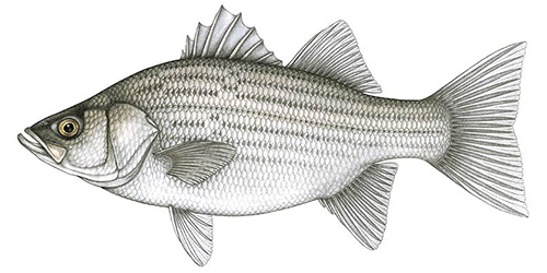 Hybrid Striped Bass