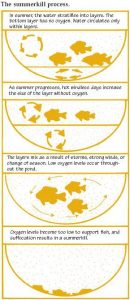 In the summer the water stratifies into layers. The bottom layer has little to no oxygen. As summer progresses the bottom layer of water will normally get larger. This picture shows what happens to most ponds during the summer