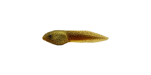 Bullfrog Tadpole