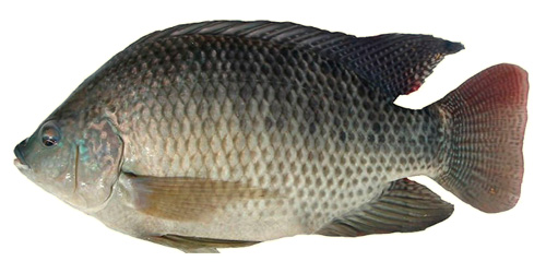 Tilapia