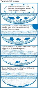 In the winter time ice forms a barrier between the water and the air. Snowfall can cover the surface of the water and block out sunlight. Without sunlight little plants called phytoplankton stop producing oxygen in the water. As the phytoplankton die they start to decompose, this is a process that uses up oxygen. If this continues other plants and fish will start to die due to a lack of oxygen. This illustration shows how a winterkill happens.