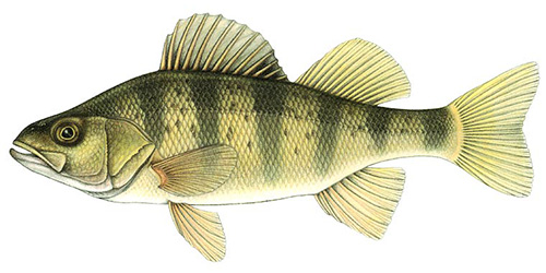 Yellow Perch