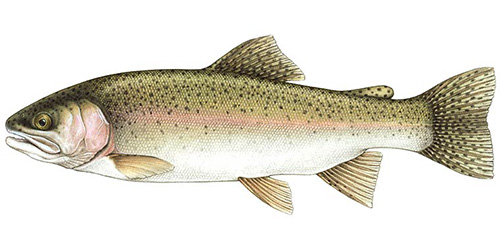 Rainbow Trout