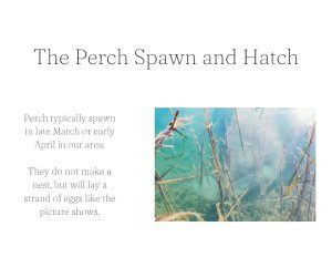 The Perch are Spawning… Enjoy some pictures of the process!